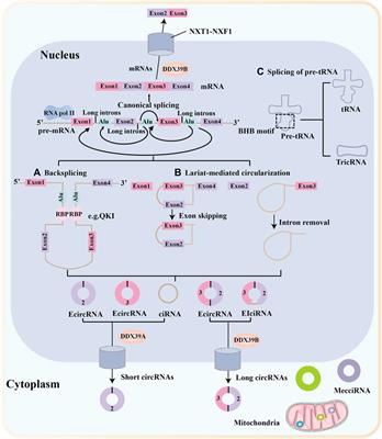 Function and Clinical Significance of Circular RNAs in Thyroid Cancer